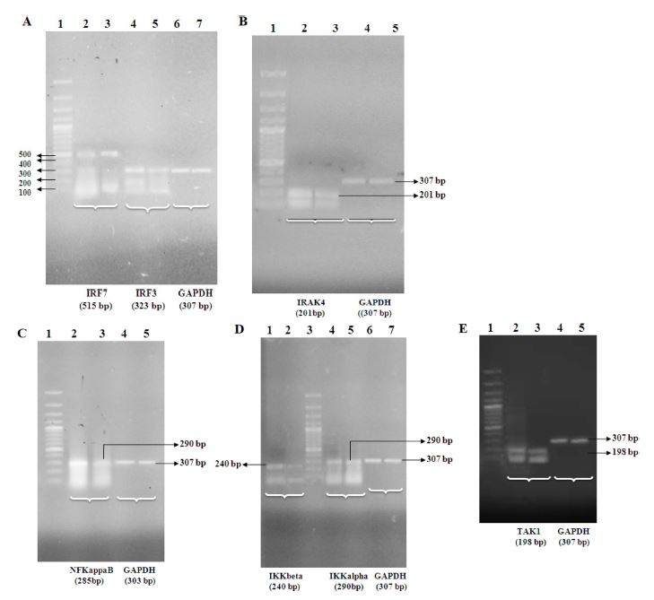 Fig. 2. Fig. 2.