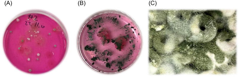 Fig. 1. Fig. 1.
